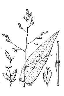 <i>Dichanthelium boscii</i> (Poir.) Gould & C.A. Clark var. molle (Vasey) Mohlenbr.