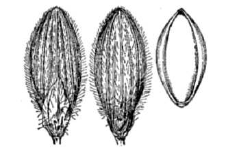 <i>Panicum boscii</i> Poir.