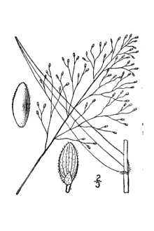 <i>Panicum calliphyllum</i> Ashe
