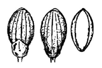 <i>Dichanthelium ensifolium</i> (Baldw. ex Elliott) Gould var. breve (Hitchc. & Chase) B.F. Hans