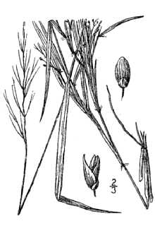 <i>Panicum bicknellii</i> Nash