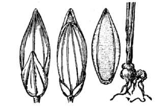 <i>Panicum bulbosum</i> Kunth var. minor Vasey
