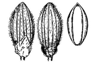 <i>Panicum calliphyllum</i> Ashe