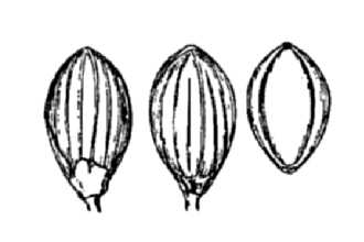 <i>Dichanthelium dichotomum</i> (L.) Gould ssp. microcarpon (Muhl. ex Elliott) Freckmann & Lelon