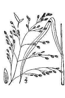 <i>Panicularia canadensis</i> (Michx.) Kuntze