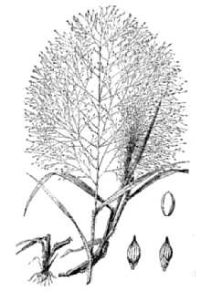<i>Panicum capillare</i> L. var. agreste Gattinger