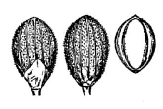 <i>Panicum acuminatum</i> Sw. var. acuminatum