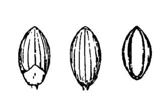 <i>Panicum ensifolium</i> Baldw. ex Elliott