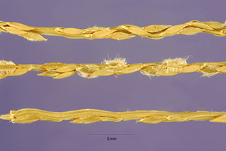 <i>Digitaria sanguinalis</i> (L.) Scop. var. rhachiseta (Henr.) B. Boivin