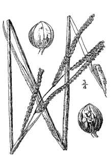 <i>Paspalum laeve</i> Michx. var. pilosum Scribn.