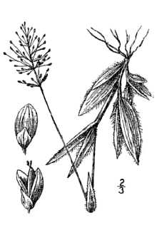 <i>Panicum strigosum</i> Muhl. ex Elliott var. puberula C.F. Reed