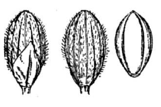<i>Panicum strigosum</i> Muhl. ex Elliott var. puberula C.F. Reed
