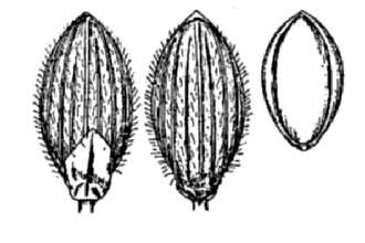 <i>Panicum clandestinum</i> L.