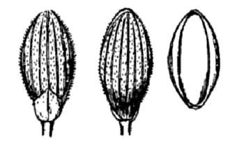 <i>Panicum dichotomum</i> L. var. barbulatum (Michx.) Alph. Wood