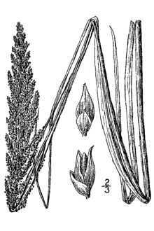 Redtop Panicgrass