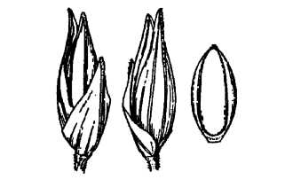 <i>Panicum agrostoides</i> Spreng. var. condensum (Nash) Fernald