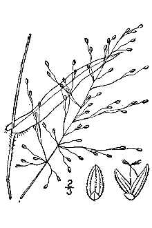 <i>Dichanthelium joorii</i> (Vasey) Mohlenbr.