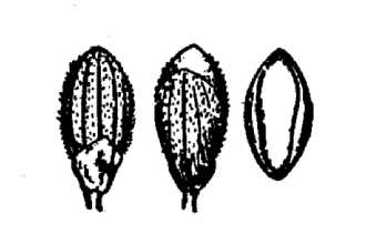 <i>Dichanthelium ensifolium</i> (Baldw. ex Elliott) Gould var. unciphyllum (Trin.) B.F. Hansen &