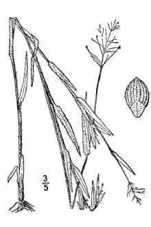 <i>Panicum unciphyllum</i> Trin. var. thinium Hitchc. & Chase