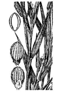 Hemlock Rosette Grass