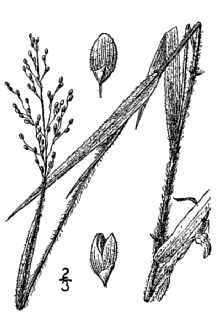 <i>Panicum georgianum</i> Ashe