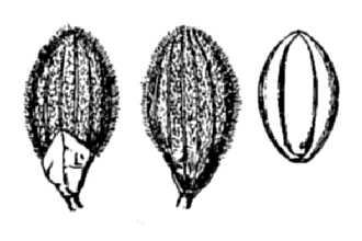 <i>Panicum consanguineum</i> Kunth
