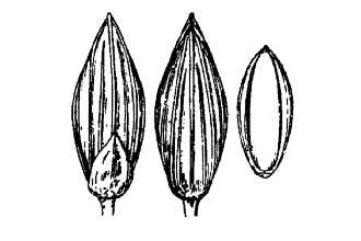 <i>Panicum scabriusculum</i> Elliott var. cryptanthum (Ashe) Gleason