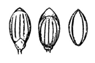 <i>Panicum huachucae</i> Ashe var. fasciculatum (Torr.) F.T. Hubbard