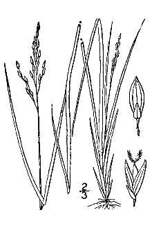 <i>Panicum depauperatum</i> Muhl. var. psilophyllum Fernald