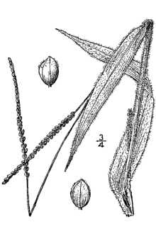 <i>Paspalum setaceum</i> Michx. var. longepedunculatum (Leconte) Alph. Wood