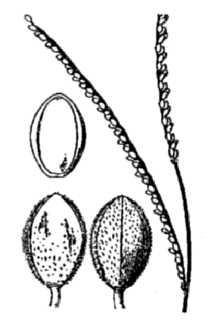 <i>Paspalum setaceum</i> Michx. var. stramineum (Nash) D. Banks