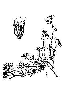 <i>Paronychia depressa</i> (Torr. & A. Gray) Nutt. ex A. Nelson var. diffusa (A. Nelson) Ch