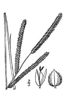 Dallisgrass