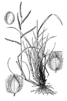 Dallisgrass