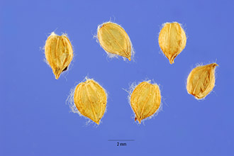 Dallisgrass