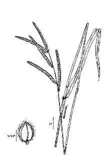 Dallisgrass