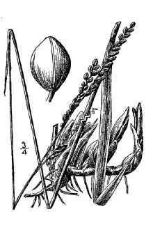<i>Paspalum glabratum</i> (Engelm. ex Vasey) C. Mohr