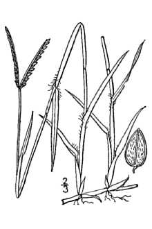<i>Paspalum paspaloides</i> (Michx.) Scribn.