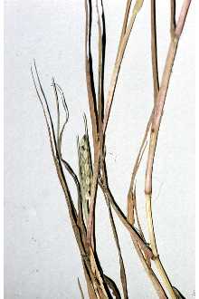 <i>Digitaria paspaloides</i> Michx.