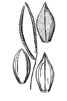 <i>Paspalum paspaloides</i> (Michx.) Scribn.