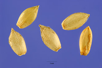 <i>Digitaria paspaloides</i> Michx.