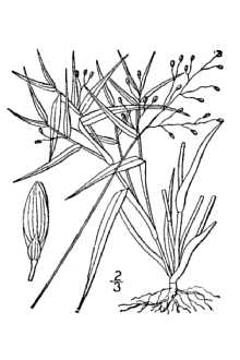 <i>Panicum nitidum</i> Lam.