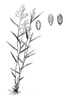 <i>Dichanthelium caerulescens</i> (Hack. ex Hitchc.) Correll