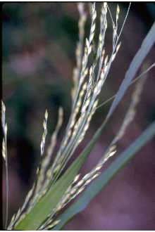 Fall Panicgrass