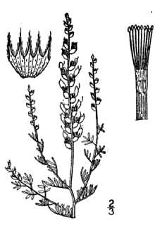 <i>Dalea laxiflora</i> Pursh var. pumilla Shinners