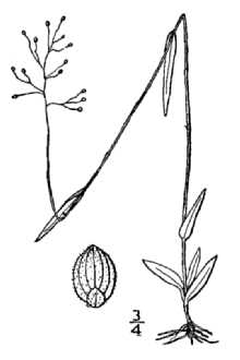 <i>Panicum dichotomum</i> L. var. ensifolium (Baldw. ex Elliott) C.F. Reed