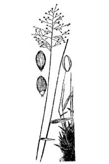 <i>Panicum dichotomum</i> L. var. nitidum Chapm. ex Scribn.