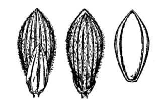 <i>Dichanthelium joorii</i> (Vasey) Mohlenbr.