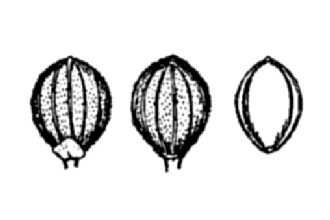 <i>Panicum erectifolium</i> Nash