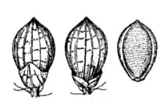 <i>Brachiaria fasciculata</i> (Sw.) Parodi var. reticulata (Torr.) Beetle